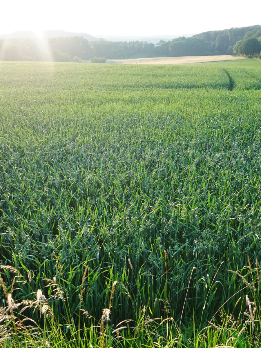 Vortrag „Die neue Pflegeverordnung“ am 24. Mai 2018