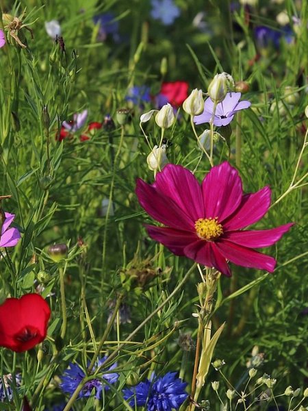 Naturnahe Wiesen | #schöpfung