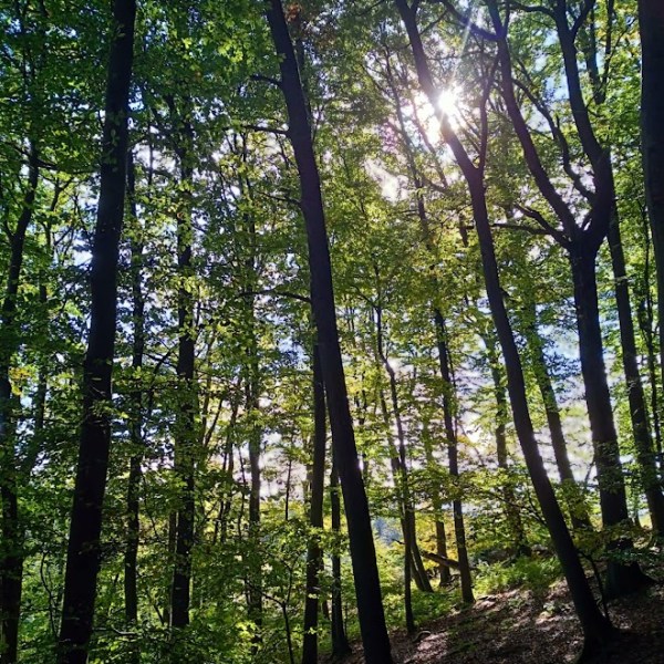 Der Traumpfad Saynsteig