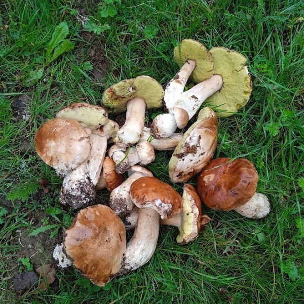 Spätsommer & Herbst | die Pilz-Saison lockt viele in den Wald …