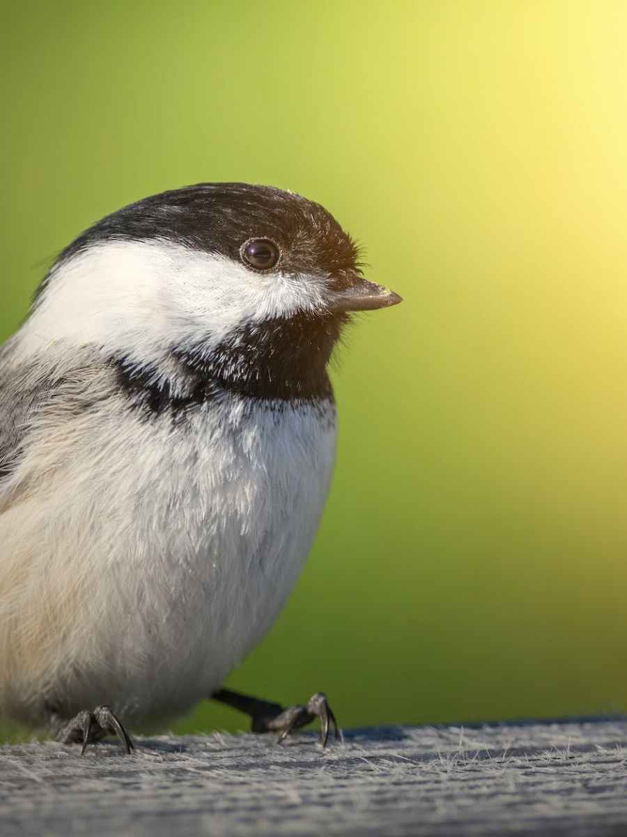 Am Tennisheim | eine Meisenfamilie gerettet